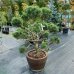 Borovica horská (Pinus Mugo) ´COLUMNARIS´ - výška 100-120 cm, kont. C70L - BONSAJ  (-25°C)